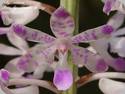 Rhynchostylis retusa